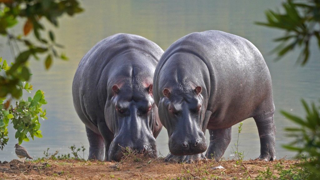 Two Hippos in Belgian Zoo Tests Positive for the Covid-19 - My Geek Score