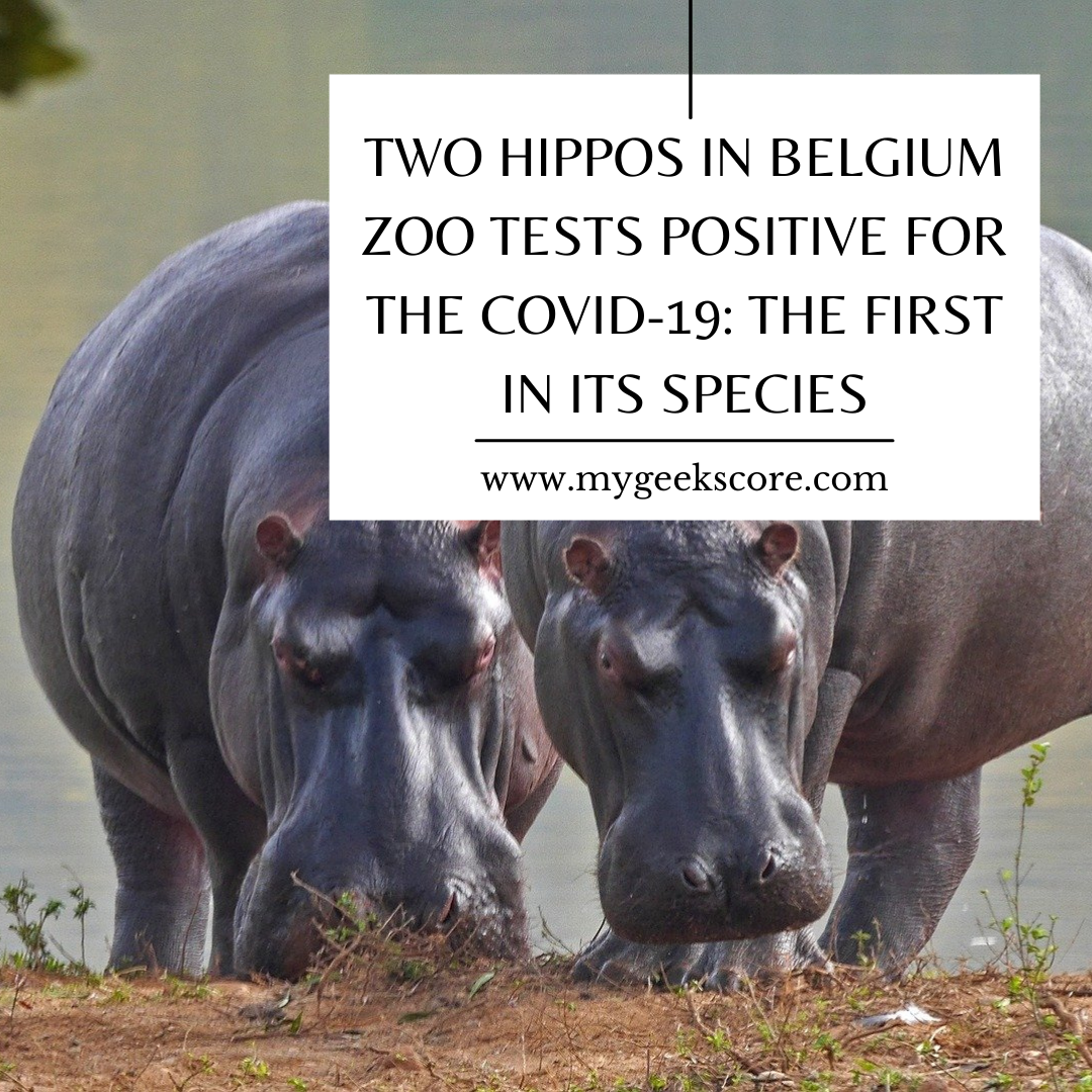 Two Hippos in Belgian Zoo Tests Positive for the Covid-19 The First in its Species - My Geek Score