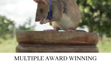 Multiple Award Winning Cambodian Landmine Sniffing Rat Magawa Dies - My Geek Score